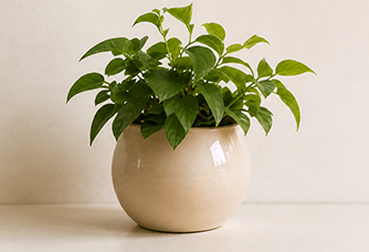plant_small